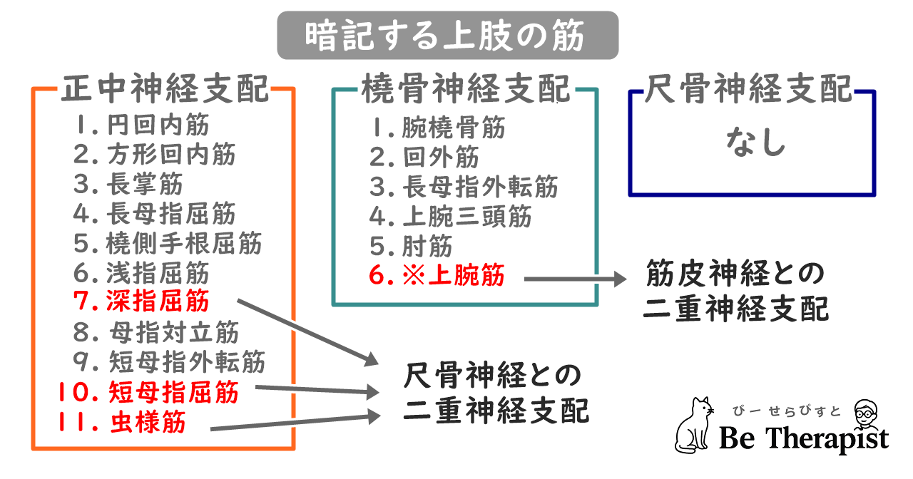 上肢で覚える筋の一覧表。正中神経11個、橈骨神経6個の筋が記載されている。