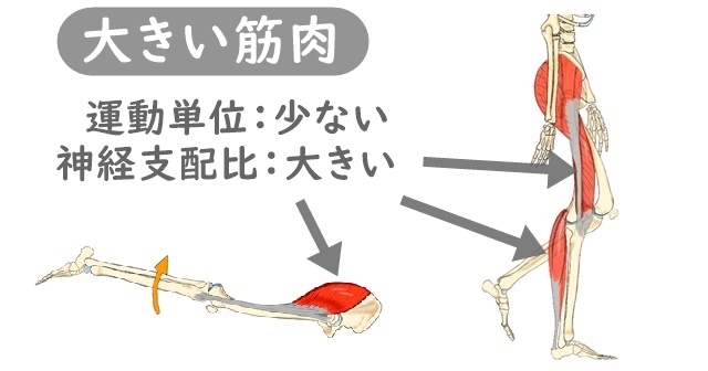 下肢筋のイラスト。大きい筋肉は運動単位が少なくて神経支配比が大きい解説あり。