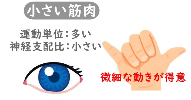 目や指のイラスト。小さい筋肉は運動単位が多くて神経支配比が小さい解説あり。