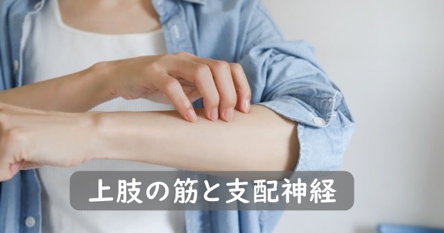 前腕に手を置く女性。上肢の筋と支配神経のテキスト入り。