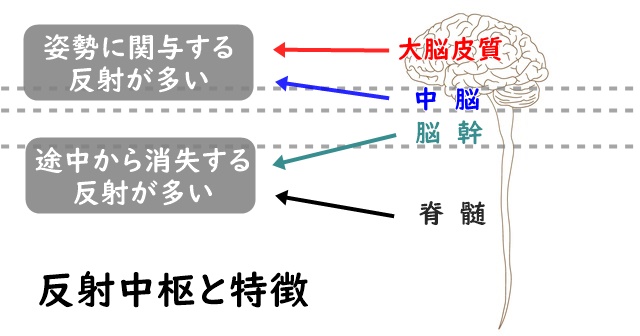 脳脊髄のイラスト。テキストで大脳皮質・中脳・脳幹・脊髄で関与する反射の特徴を紹介。