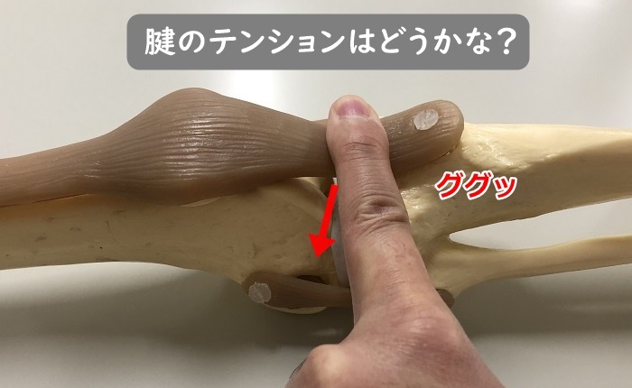 骨模型の腱を指で圧迫している画像。