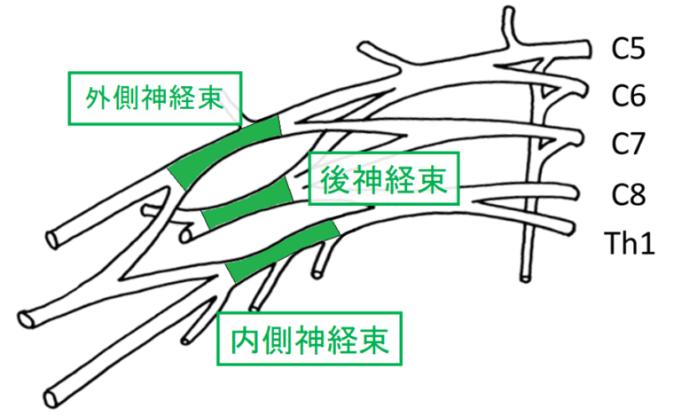 腕神経叢の簡単な覚え方!誰でもできる解剖学の国家試験対策 | びーせらぴすと