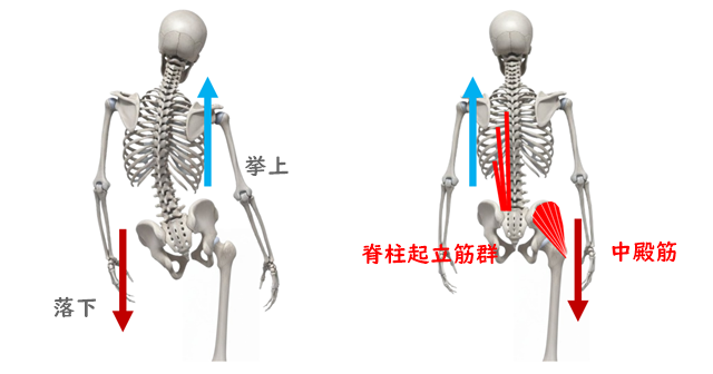 脊柱起立筋と中殿筋の活動のイラスト。それぞれ骨盤の落下と挙上を制御している。