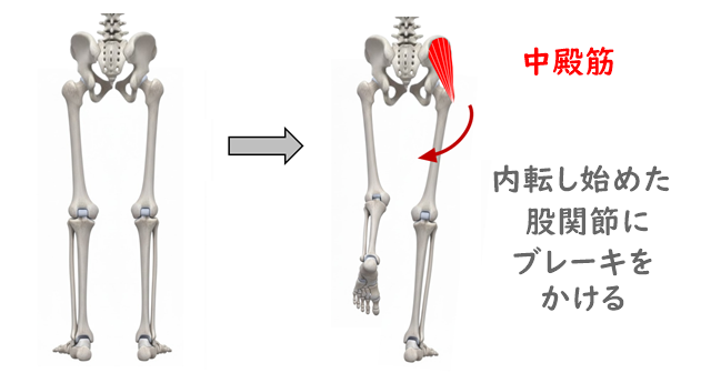 骨盤と下肢のイラスト。内転し始める股関節に中殿筋がブレーキをかけている解説あり。