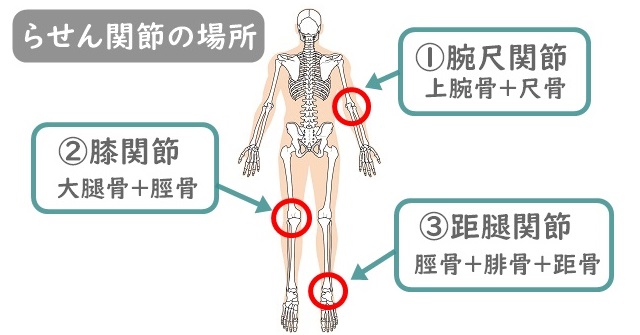 骨模型のイラスト。3つのらせん関節の場所を解説。