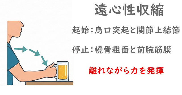 ビールジョッキをゆっくり下ろすイラスト。上腕二頭筋の遠心性収縮の解説あり。