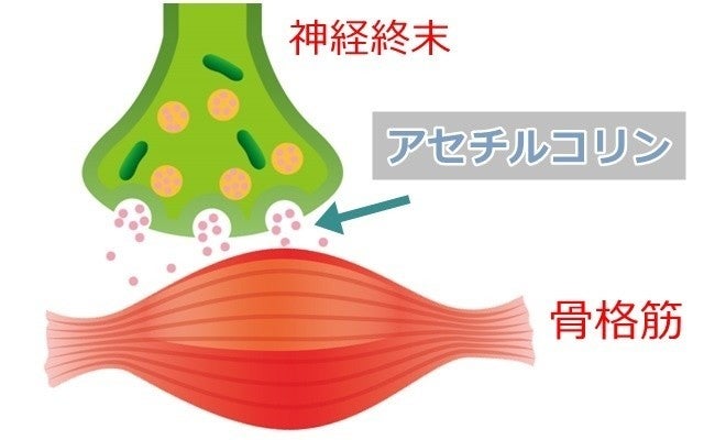 神経終末から放出されたアセチルコリンと骨格筋のイラスト。