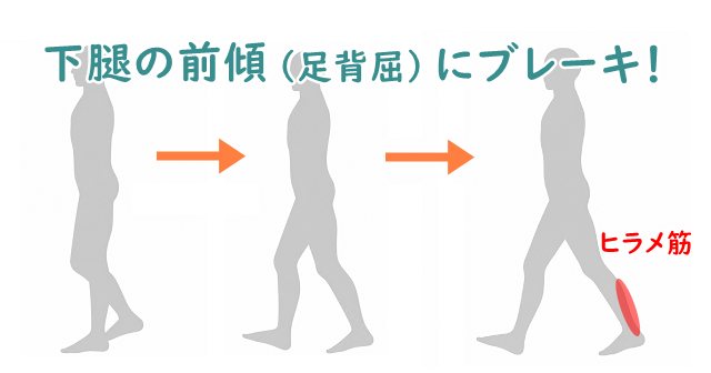 立脚中期から立脚後期のいらすと。ヒラメ筋に目印あり。