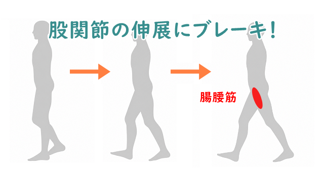 立脚中期から立脚後期のいらすと。腸腰筋に目印あり。