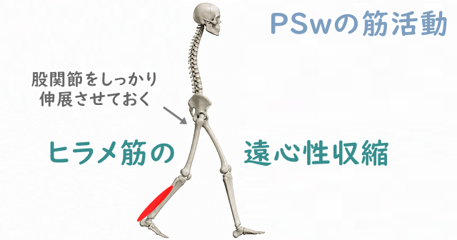 前遊脚期のイラスト。股関節をしっかり伸展させること、ヒラメ筋の遠心性収縮などの重要ポイントを解説。