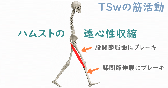 遊脚後期のイラスト。ハムストの遠心性収縮で股関節と膝の運動を制御していることを解説。