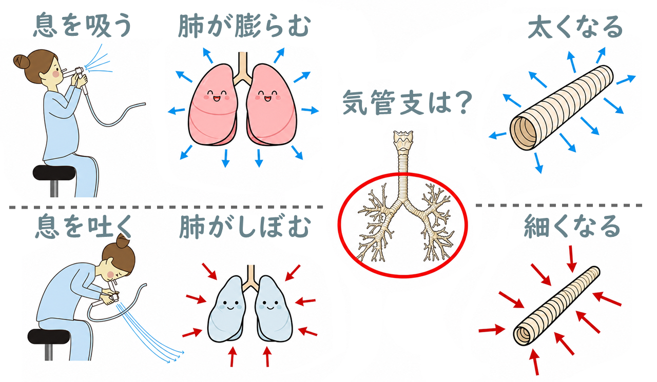 呼気時と吸気時の肺の大きさと気管支の太さを比較したイラスト